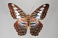 parthenos sylvia